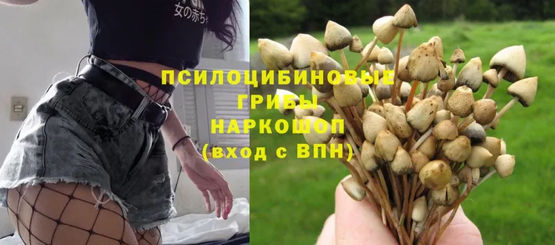 Галлюциногенные грибы Psilocybine cubensis  Когалым 